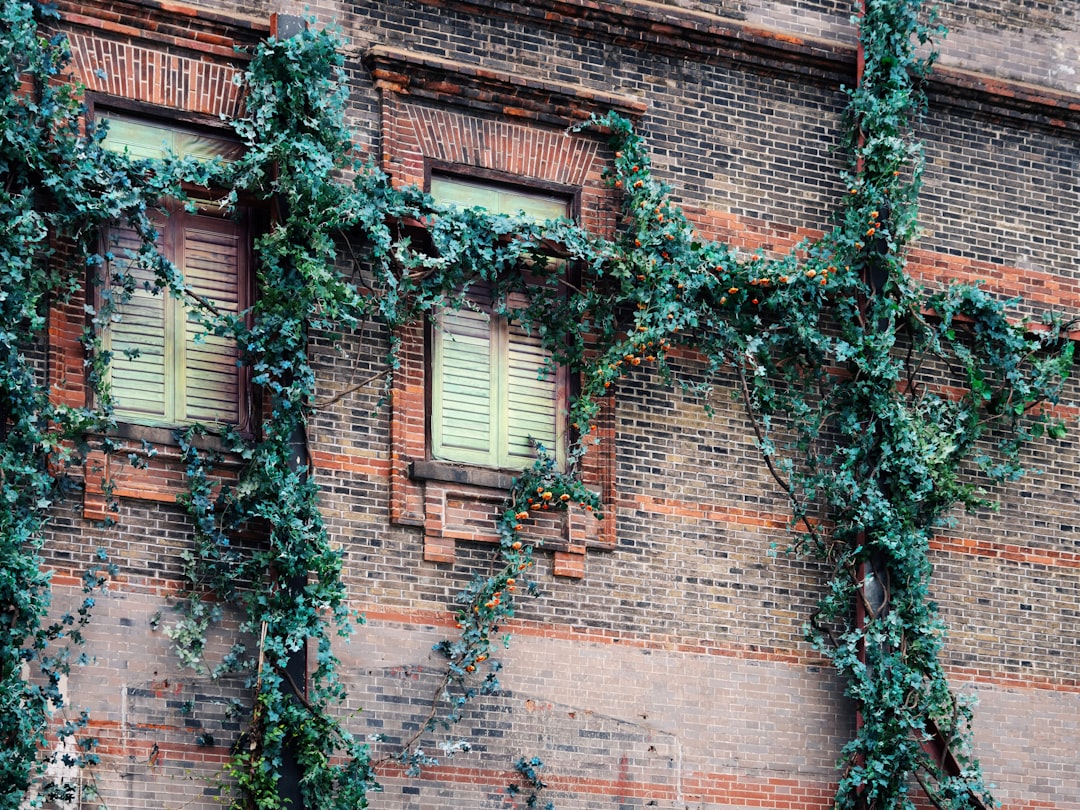 Photo apartment plants