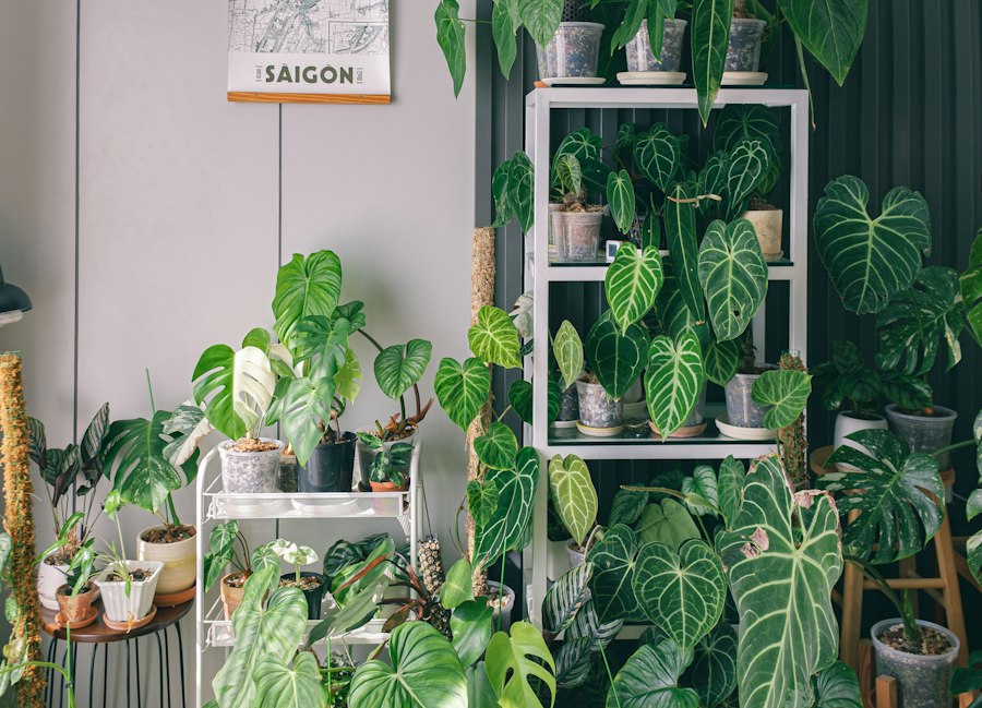 indoor plant health