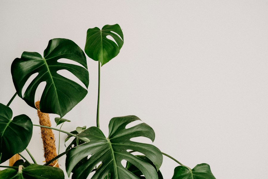 Photo indoor plant health