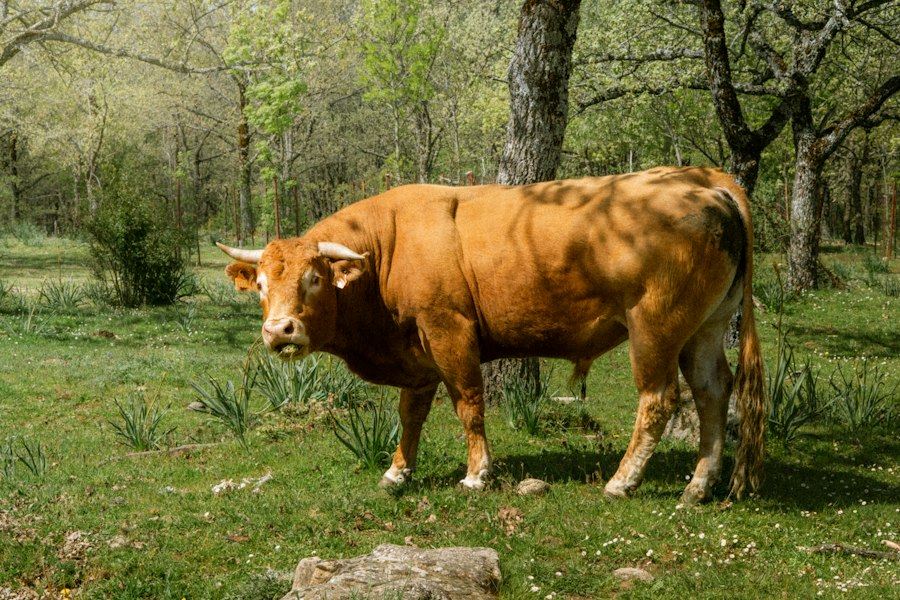 Photo animal de companie