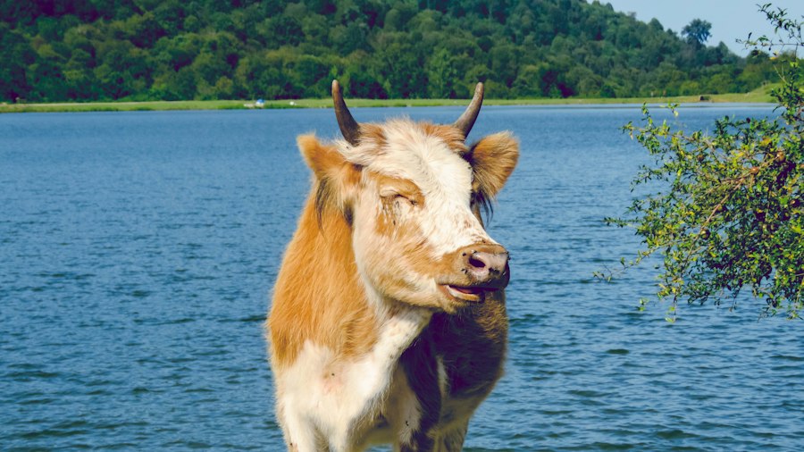 animal de companie